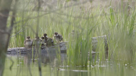 Niedliche-Entenküken-Auf-Einem-Umgestürzten-Baumstamm-Stürzen-Sich-Nacheinander-In-Den-Teich