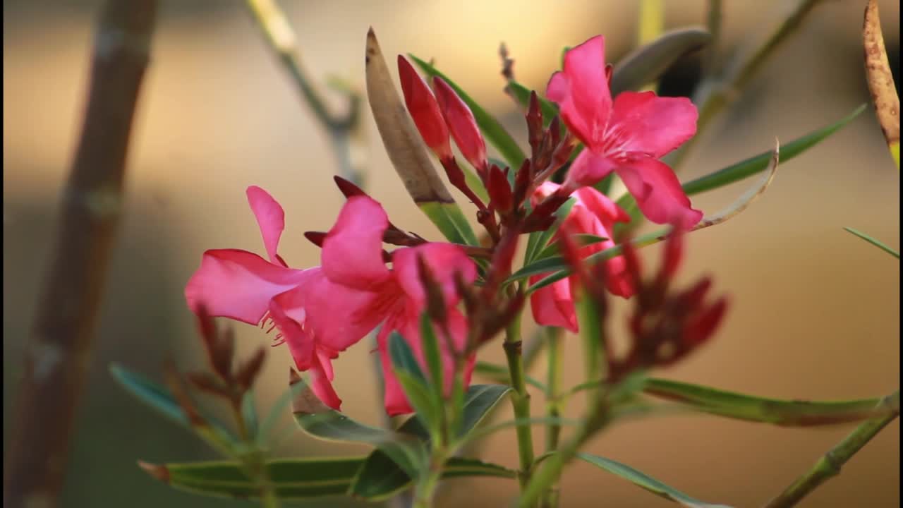 un primer plano de las flores de la oleandra rosada