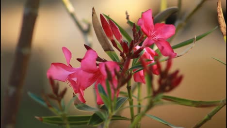 un primer plano de las flores de la oleandra rosada