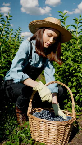 woman harvesting blueberries in a field