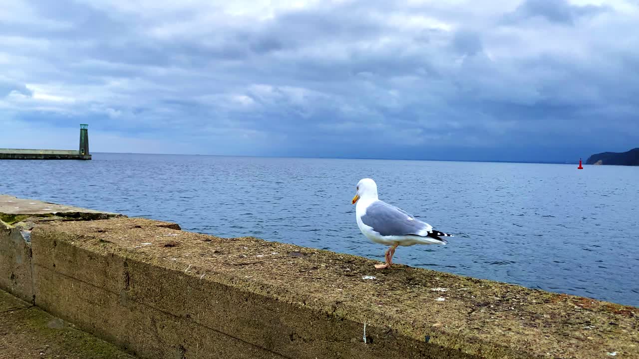 A lonely seagull walks on the breakwater by the sea, a dangerous sky in the background