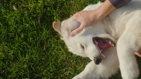 a man plays with a naughty golden retriever puppy lying on the lawn.