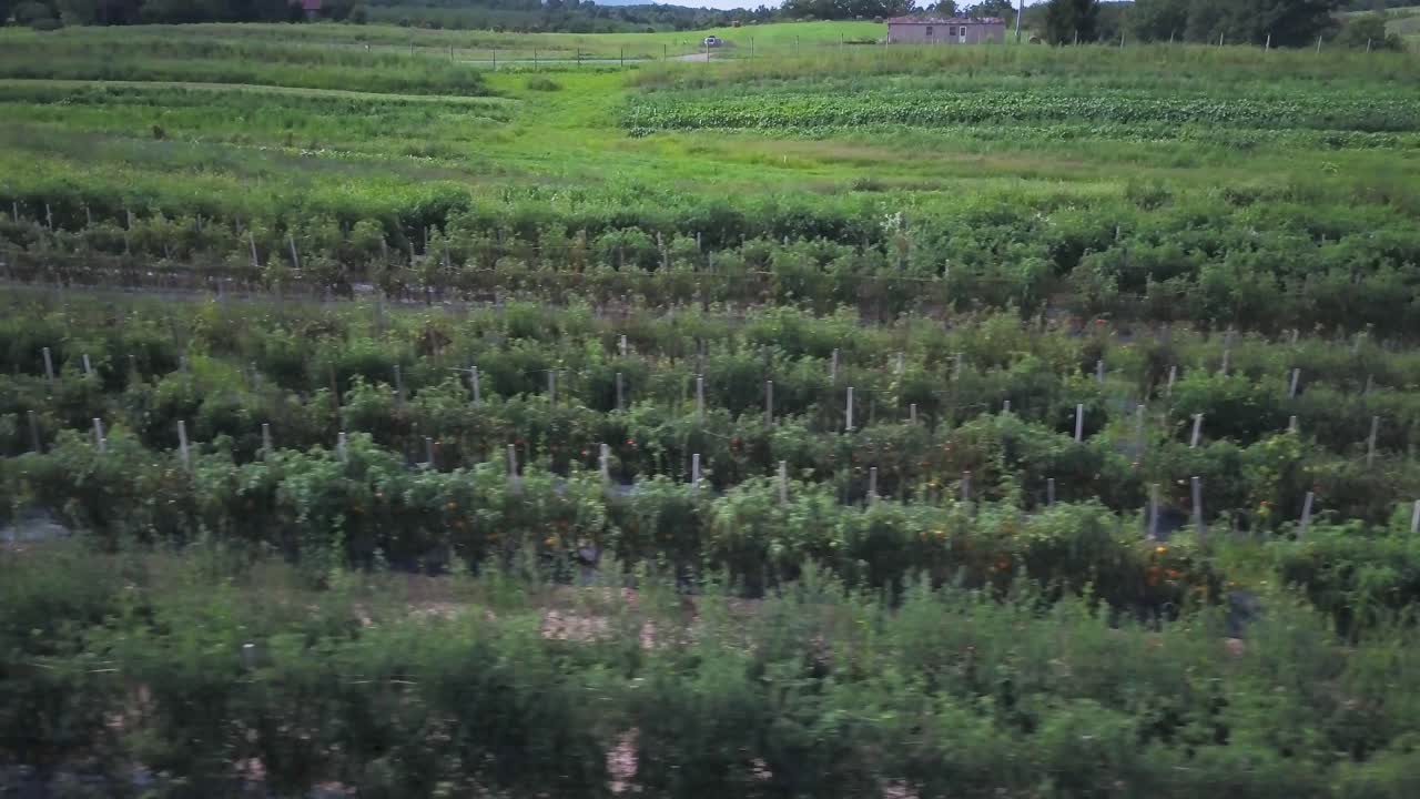 Aerial view of a farm field with crops
