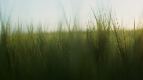 green wheat field at sunset/sunrise