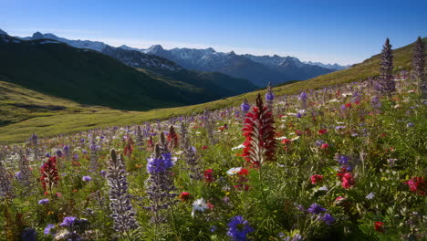 alpine meadow with wildflowers and mountain views