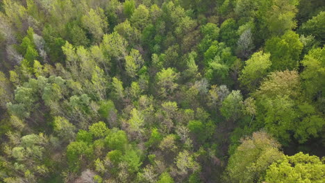 Toma-Aérea-De-Drones-De-Un-Bosque-En-Grand-Rapids,-Michigan---Volar-Hacia-Arriba