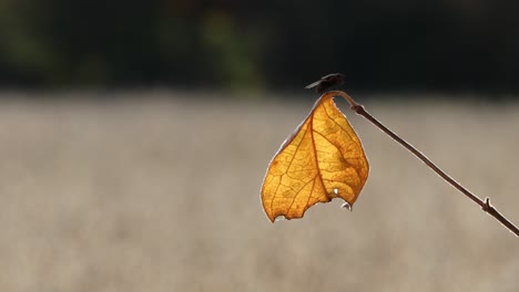 Black-fly-crawling-on-a-yellow-leaf-and-flying-away