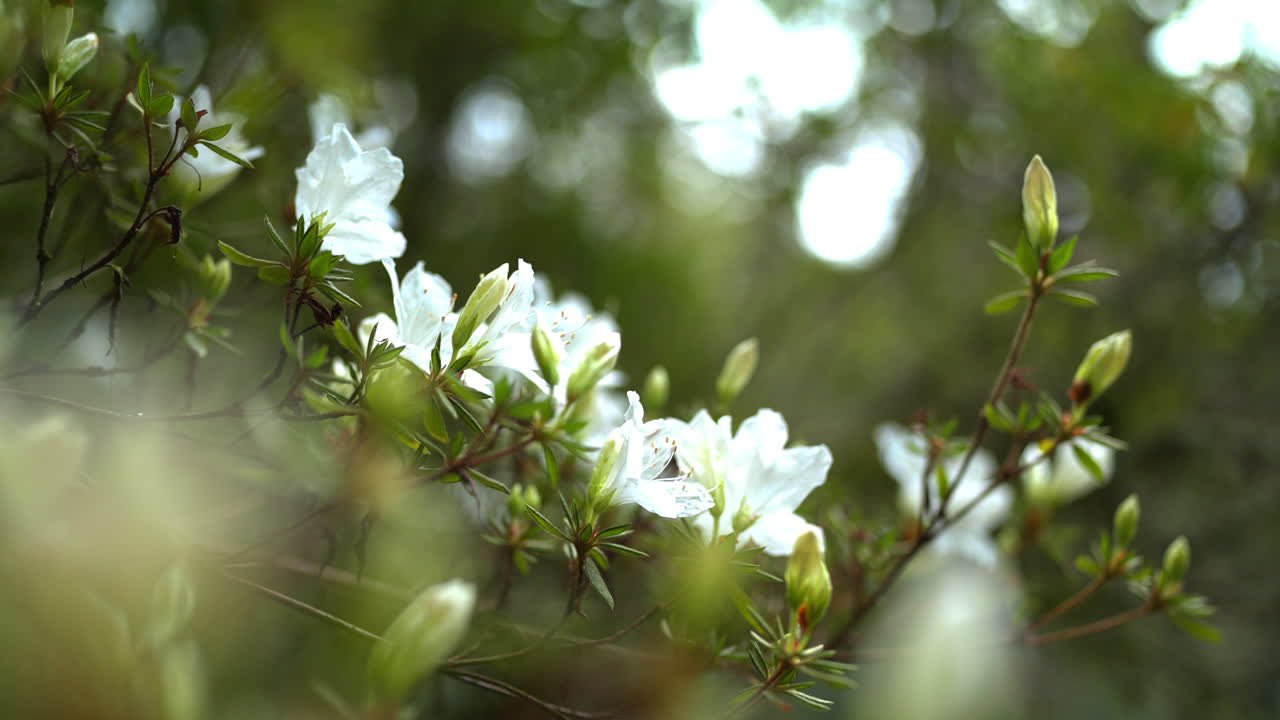 꽃이 피는  아잘라