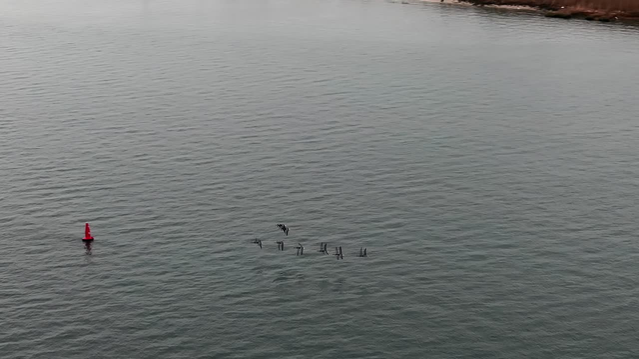 una vista aérea de una bandada de aves sobre el pantano salado en las costas del sur de long island, nueva york en un día nublado