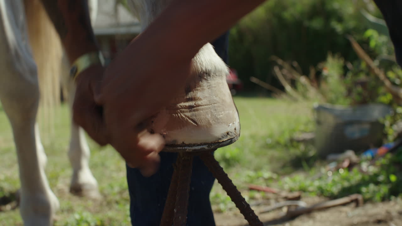 Homem limando o casco do cavalo, preparando-se para colocar a ferradura.
