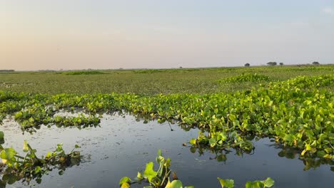 Szene-Des-Marschlandes-Des-Ländlichen-Bengalen-In-Bortirbil,-Westbengalen