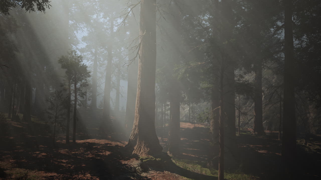 나무 숲 의 안개 를 통과 하는 빛