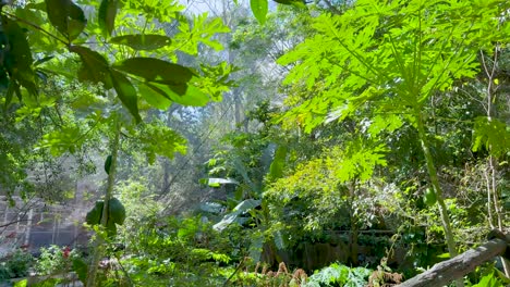 tropical garden with water spray