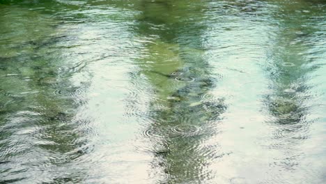 una toma en vivo de un río en movimiento rápido: la lluvia cae ligeramente, pero de manera constante