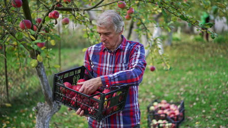 focused old man holds a box of freshly picked apples and sorts them. farmer in bright shirt working in his apple orchard on harvest season.