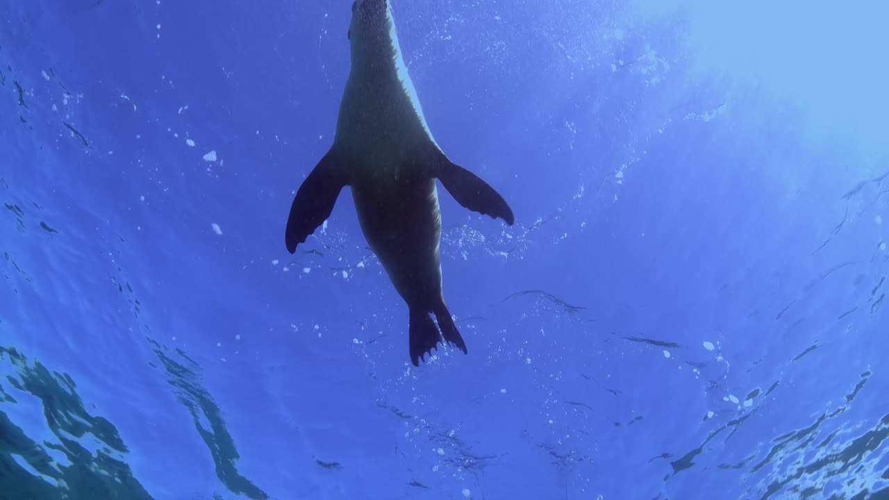 호주 바다 사자 neophoca cinerea 홉킨스 섬 포트 링컨 사우스 오스트레일리아 4k