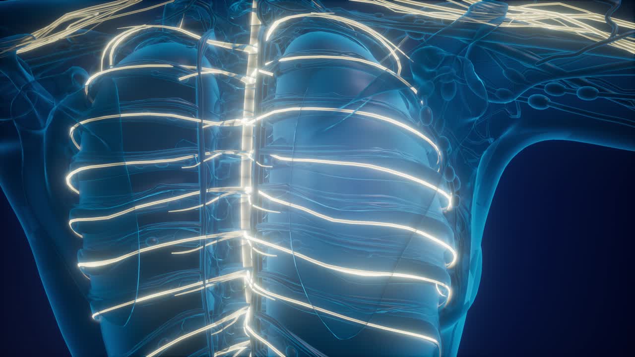 인간 뇌의 해부학