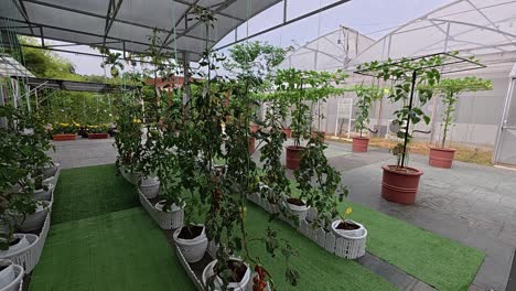 tomato plants grow in pots, climbing support stakes. these well-tended plants serve as both produce and decorative elements, showcasing healthy growth.