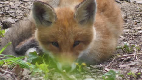 Cute-red-fox-cub-stands-in-the-grass-and-looks-at-the-camera