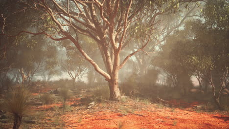 misty eucalyptus forest in the australian outback
