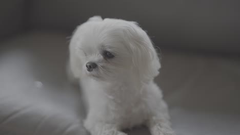 teacup maltese dog, known for their playful and affectionate nature