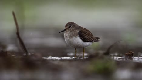 Pájaro-De-Temporada-De-Temminck-Bajo-La-Lluvia