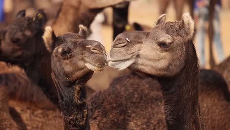 Camels-in-slow-motion-at-the-Pushkar-Fair,-also-called-the-Pushkar-Camel-Fair-or-locally-as-Kartik-Mela-is-an-annual-multi-day-livestock-fair-and-cultural-held-in-the-town-of-Pushkar-Rajasthan,-India.