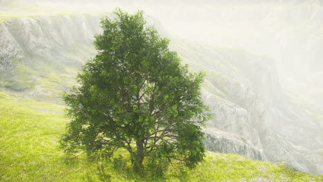 Frühlingsfeld-Mit-Einsamem-Baum