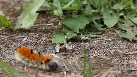 Macro:-Oruga-De-Mechón-De-Color-Naranja,-Blanco-Y-Negro-Difuso-Explorando