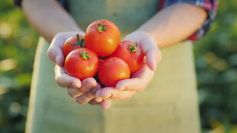 las manos del agricultor sostienen jugosos tomates rojos vegetales frescos de la agricultura