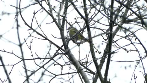 pájaro amarillo y gris sentado tranquilo entre las ramas desnudas mirando a su alrededor en un día nublado