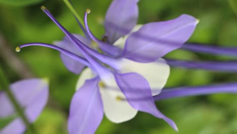 Delicate Colorado state flower the Rocky Mountain columbine