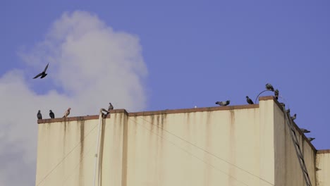 palomas en un techo