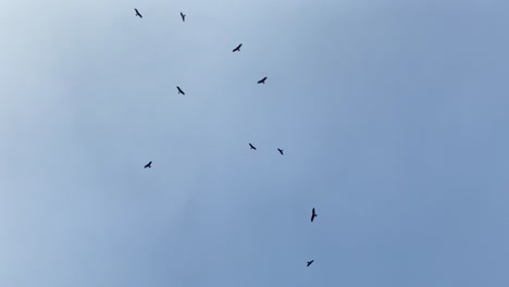 looking up at silhouette of birds gently circling against clear sky