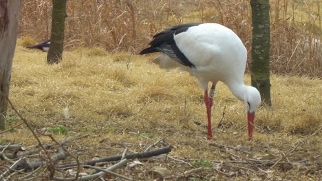 Western-White-Storch-Ciconia-Zu-Fuß-Auf-Dem-Boden