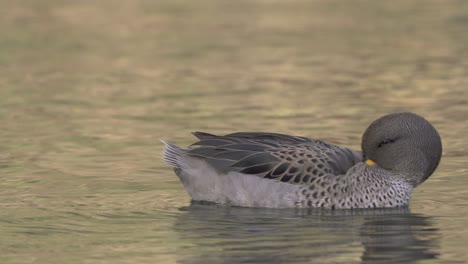 a wild yellow billed teal, anas flavirostris