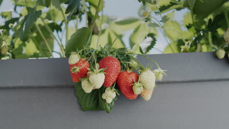 the camera zooms in on the clusters of ripe red strawberries that grow in the high dutch garden.