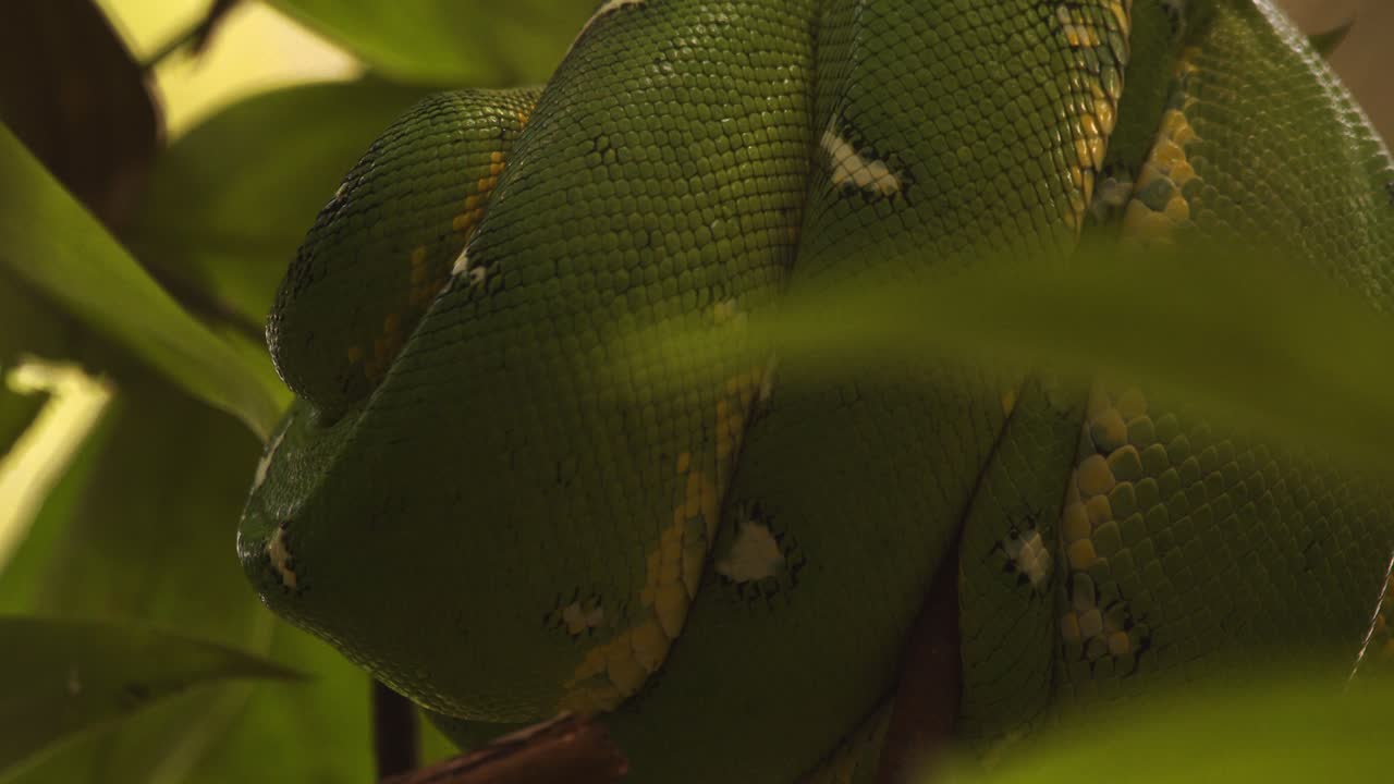 Serpente boa arboricolo verde arrotolato su un ramo tra le foglie
