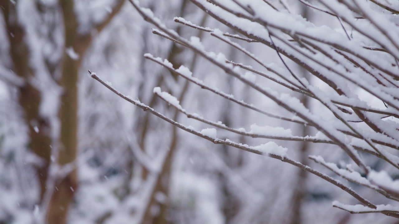 Close up Slow Motion Snowfall in Winter Forest, Netherlands