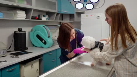 A-confident-brunette-veterinarian-girl-in-a-blue-uniform-examines-a-white-dog-together-with-its-owner-a-blonde-girl-during-an-examination-of-pets-in-a-veterinary-clinic