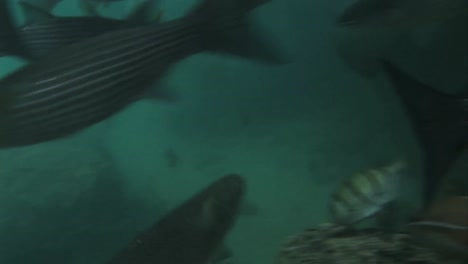 una raya de mar nadando bajo el agua