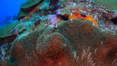 small black clownfish swimming alone over anemone on coral reef