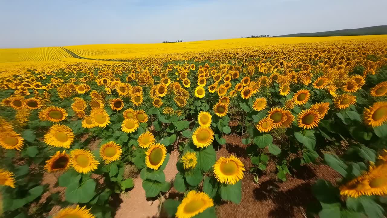 Câmera avançando e se movendo para frente através de fileiras de girassóis, revelando estrada de terra central com sulcos de pneus