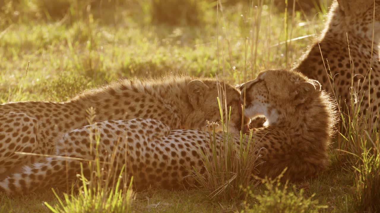 movimiento lento del cachorro de guepardo y la madre al atardecer, la madre lamer limpieza aseo y cuidado del bebé en áfrica, animales de safari de vida silvestre africana en masai mara, kenia en masai mara