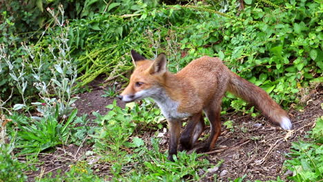 wild red fox in inner city edinburgh scotland