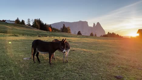 Weitwinkelaufnahme-Von-Zwei-Eseln,-Die-Auf-Einer-Grünen-Wiese-Stehen,-Im-Hintergrund-Der-Berg-Namens-Schlern