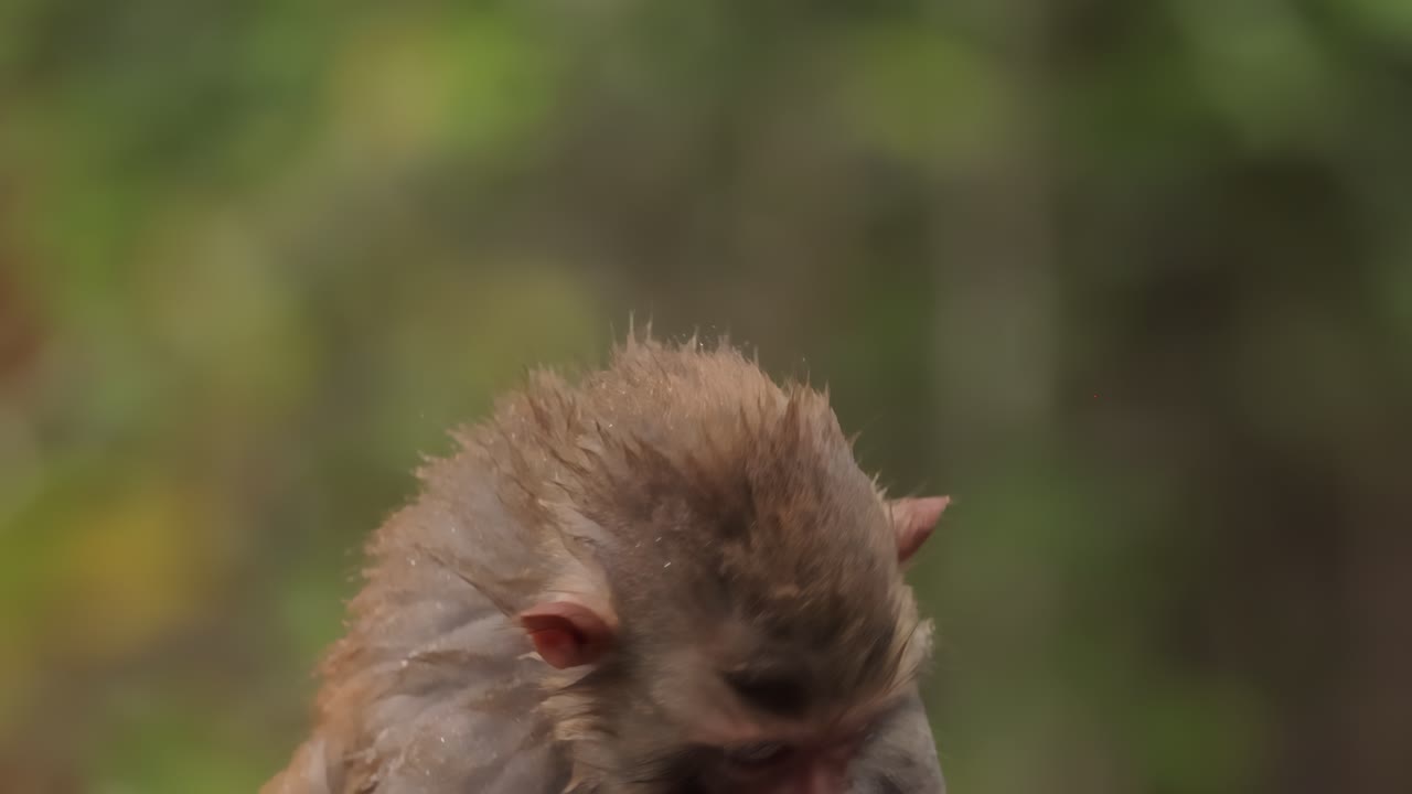 los macacos constituyen un género (macaca) de monos gregarios. los macacos se encuentran en una variedad de hábitats en todo el continente asiático y son altamente adaptables.