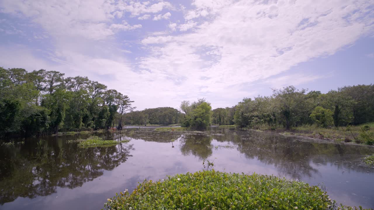 Serene Lake in a Lush Green Forest