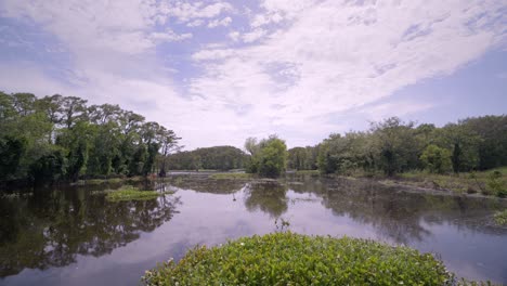 serene lake in a lush green forest