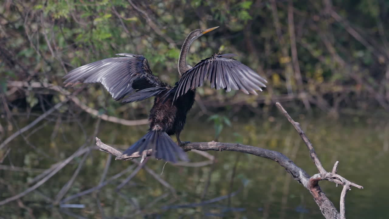 Water turkey, darter migratory bird. A snake bird sitting on the tree branch and looking for food in keoladeo bird sanctuary, India.